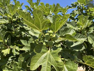 Il giardino � anche pieno di alberi di fichi e fioroni. Chi arriva prima della proiezione pu� raccogliere i frutti e mangiarseli liberamente